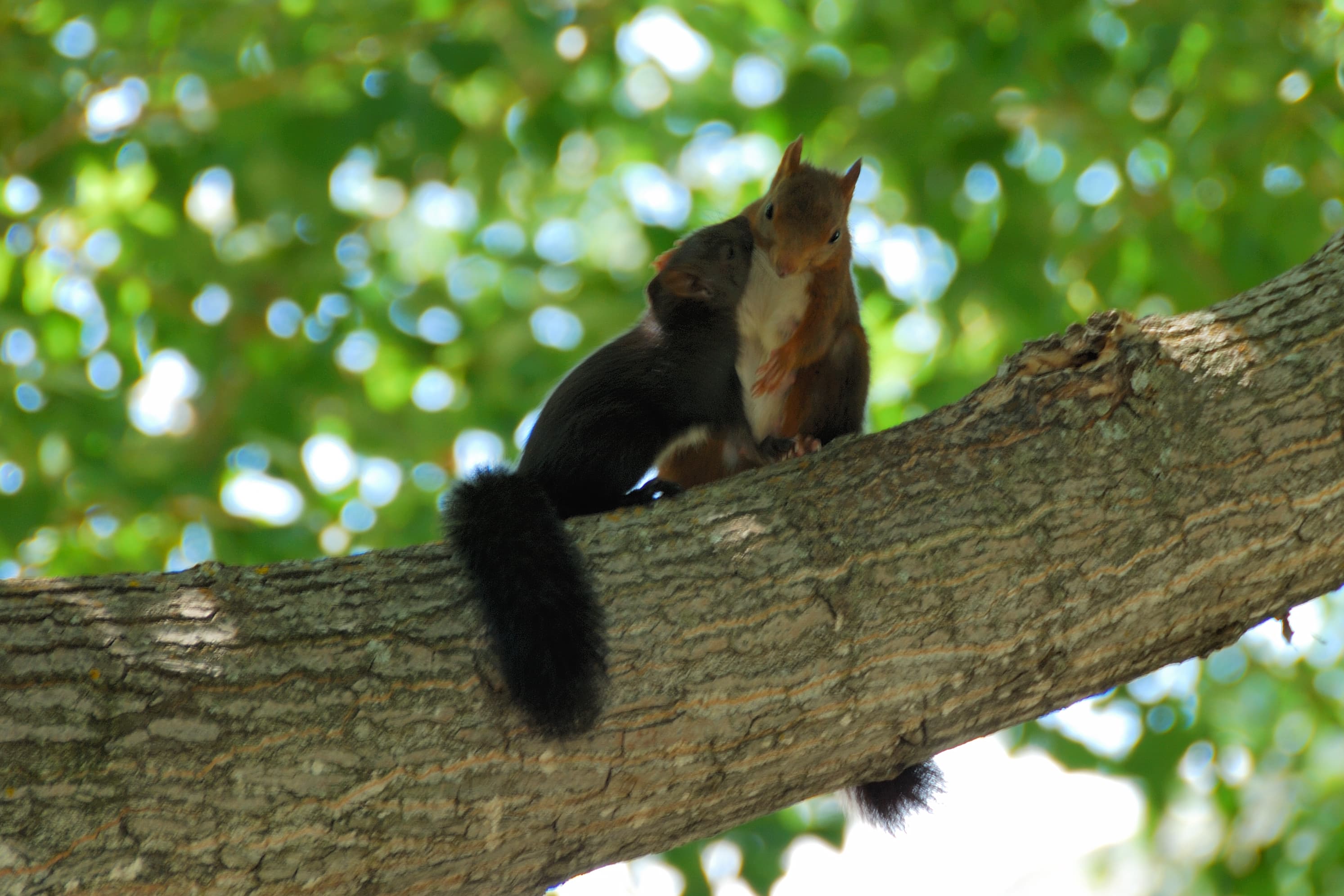 Fauna del valle