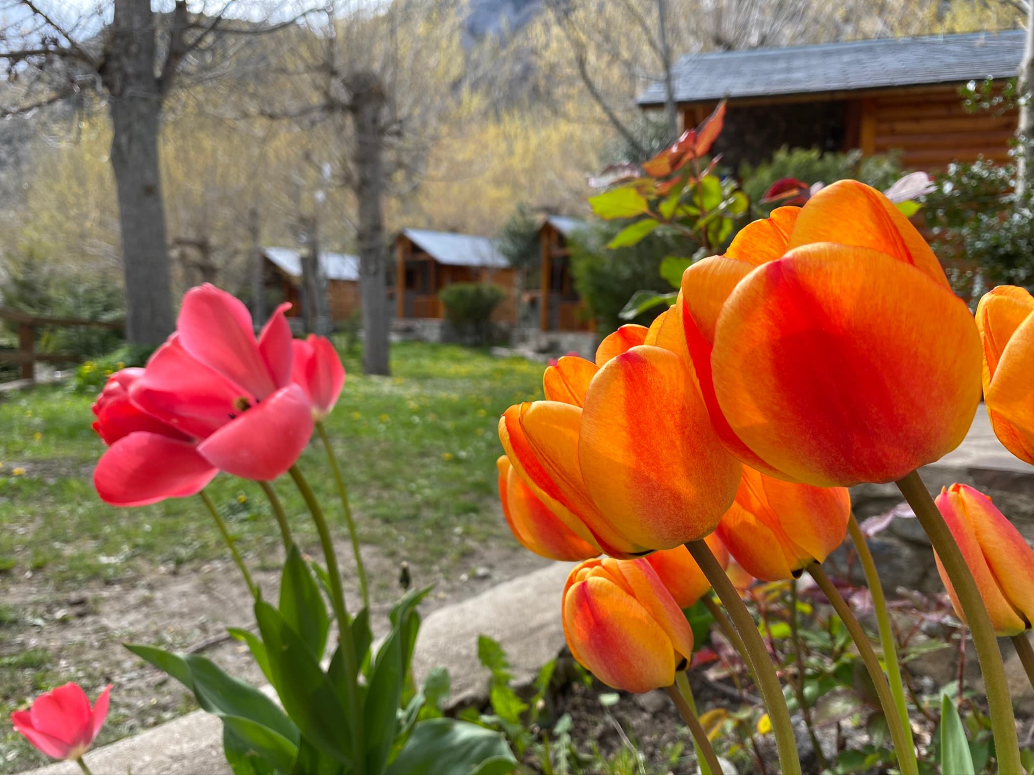 Primavera en flor